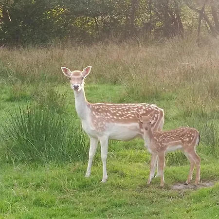 Naturblick Apartament *