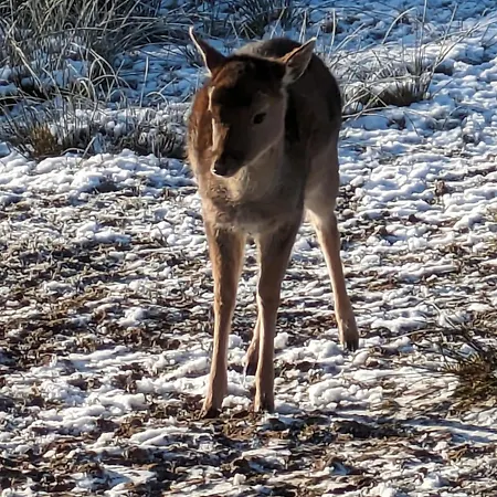 Naturblick Apartament Großheide