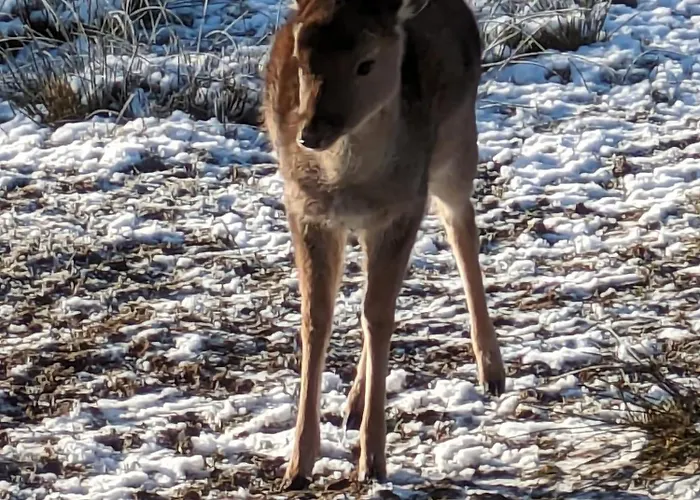 Naturblick Apartman Großheide